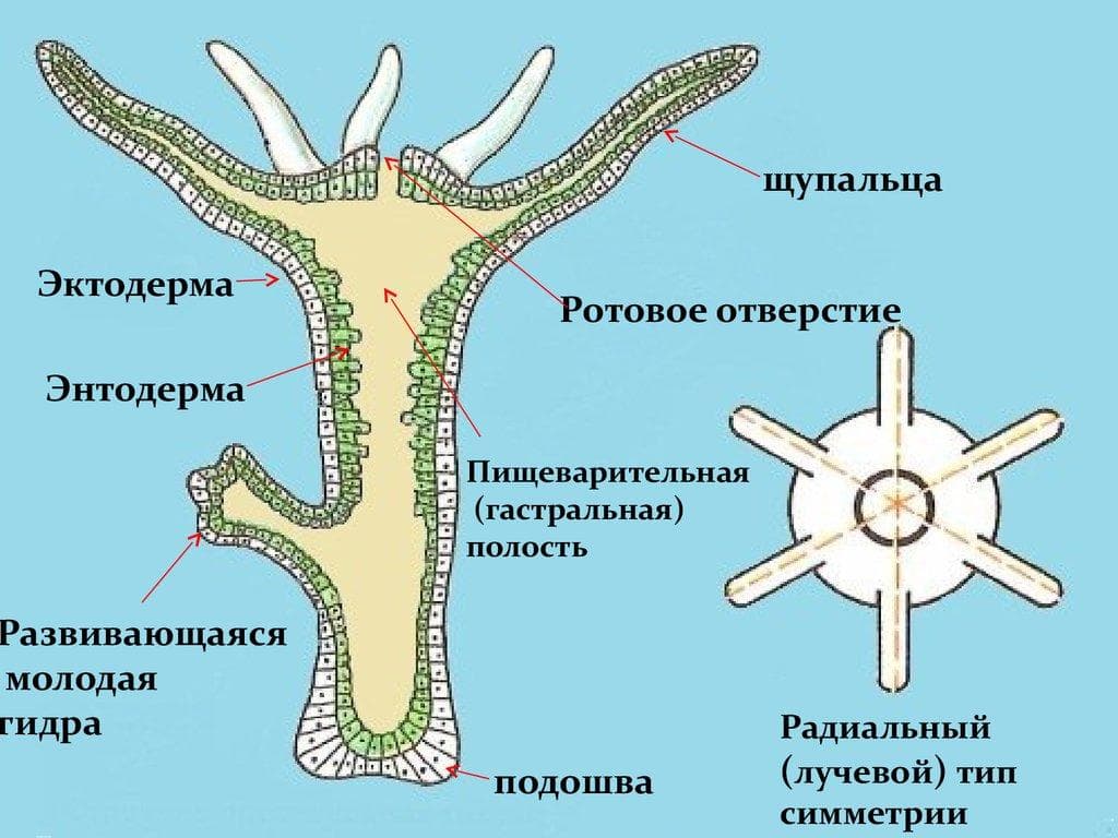 Ссылка omg omg на сайт